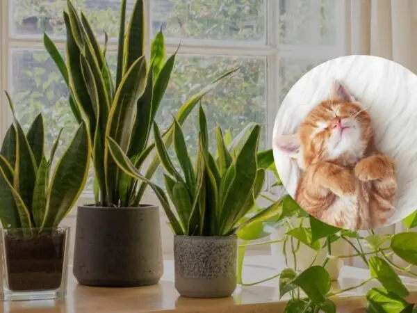 Think Twice Before Bringing Snake Plants Home If You Have Cats!