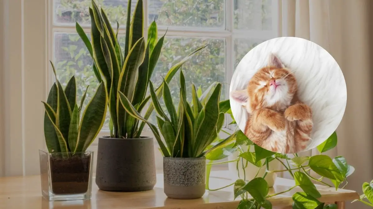 Think Twice Before Bringing Snake Plants Home If You Have Cats!