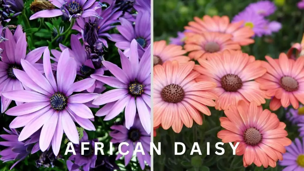 African Daisy