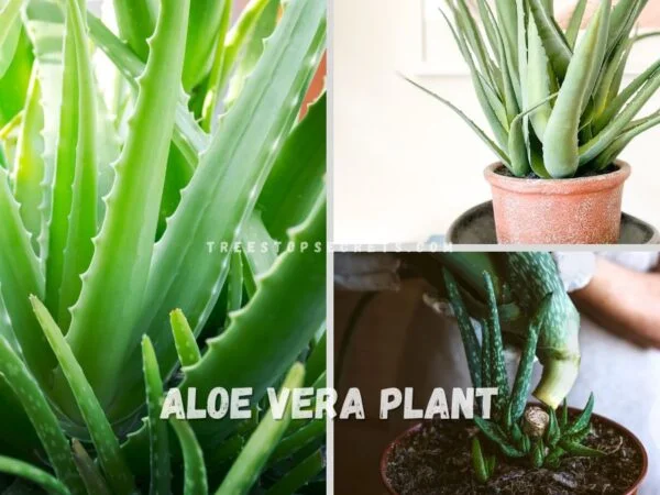 Aloe Vera Plant Grow: Ultimate Step-by-Step Propagation Guide