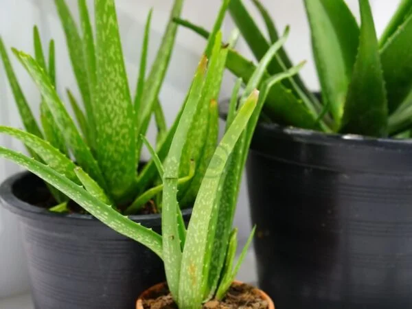 Aloe Vera Small Plant: Your New Best Friend for Health & Home 🏠🌿