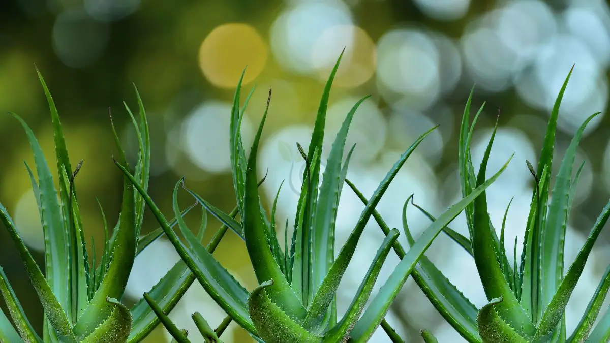 Aloe Vera Small Plant: Your New Best Friend For Health & Home 🏠🌿