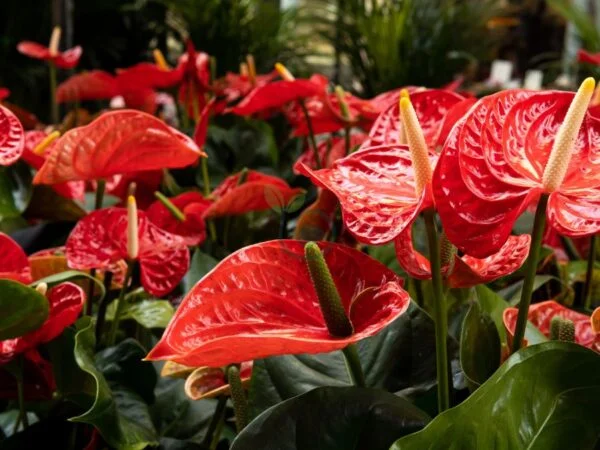 Anthurium Flowers Care: Ultimate Guide to Growing & Blooming
