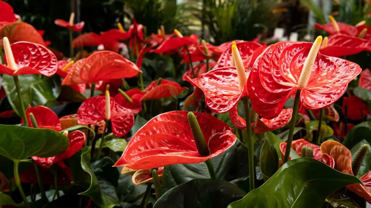 Anthurium Flowers Care: Ultimate Guide to Growing & Blooming