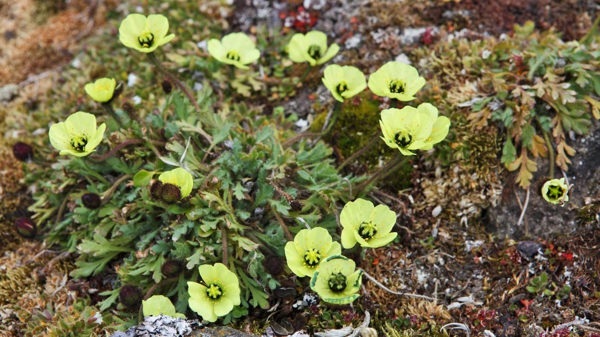 Arctic Poppy Plant: Distribution & Characteristics