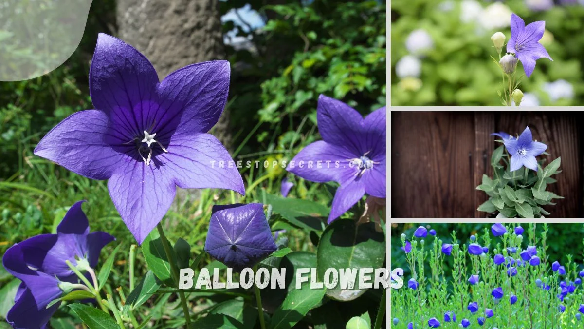 Balloon Flowers Plant: Varieties, Characteristics & Tips