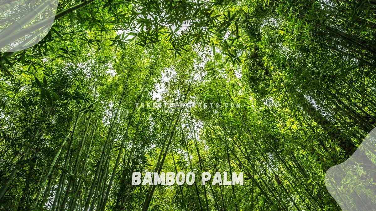 Bamboo Palm Trees: Complete Care Guide