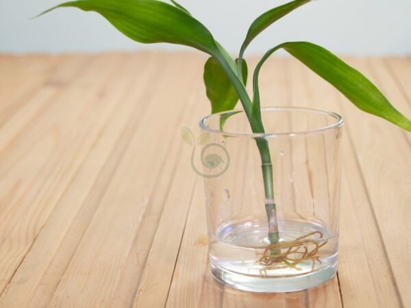 Bamboo Small Plant: Lucky Bamboo Care Tips & Chinese Traditions