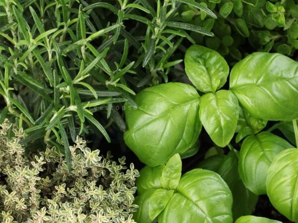 Best Herbs to Plant Together in a Container