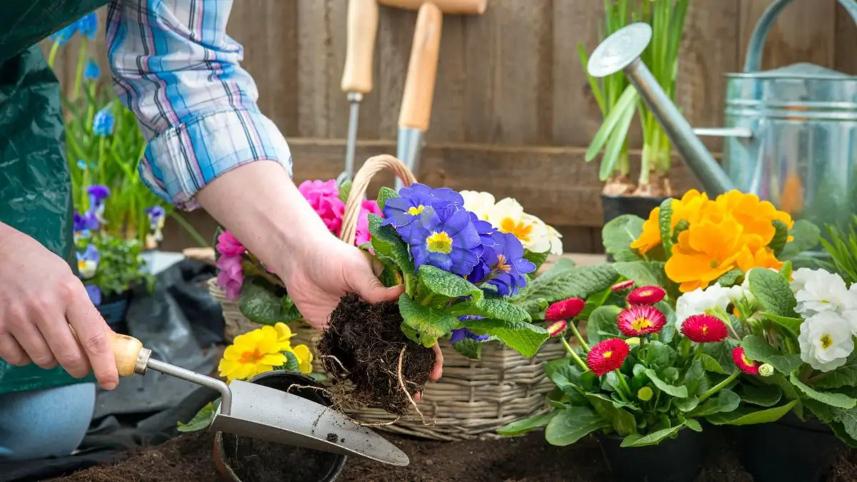 Beginning Flower Gardening: Essential Steps