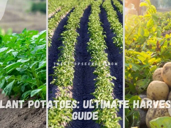 Best Way to Plant Potatoes: Ultimate Harvest Guide