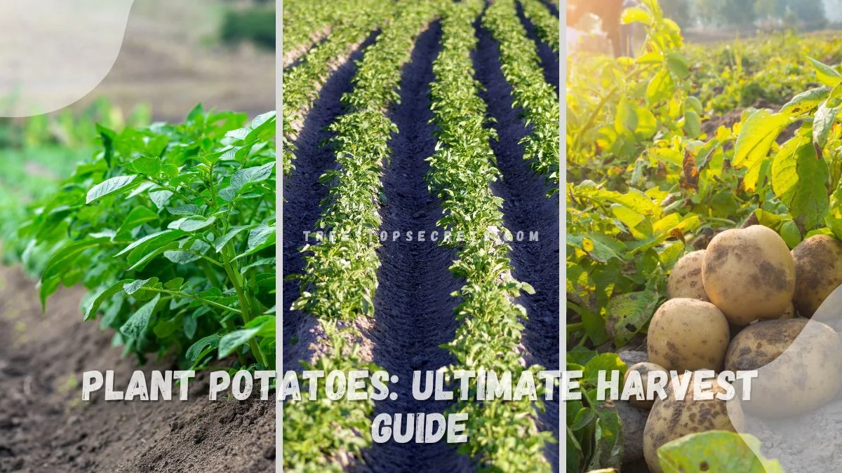 Best Way to Plant Potatoes: Ultimate Harvest Guide