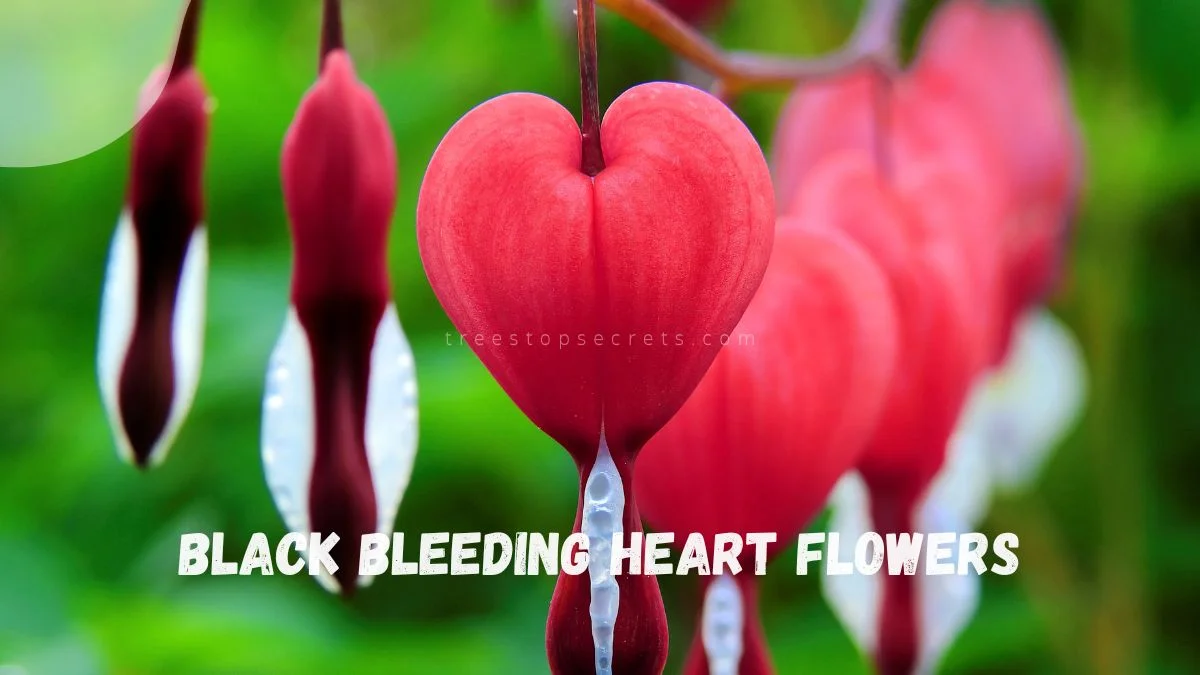 Black Bleeding Heart Flowers: Planting & Symbolism Guide