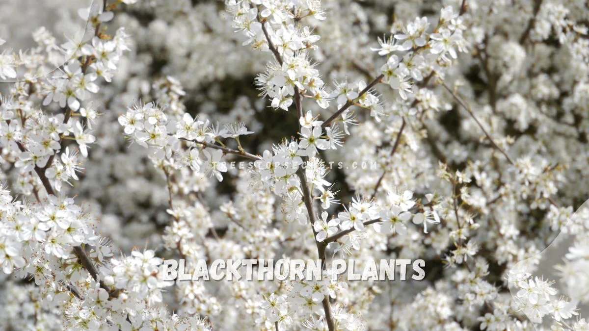 Blackthorn Plants: Features, Habitats, & Uses
