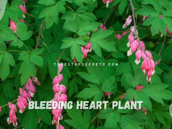 Bleeding Heart Plant Meaning: Decoding Symbolism