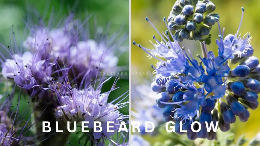 Bluebeard Glow