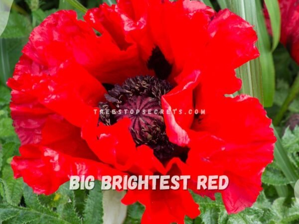 Brightest Flowers: Colorful Garden Burst