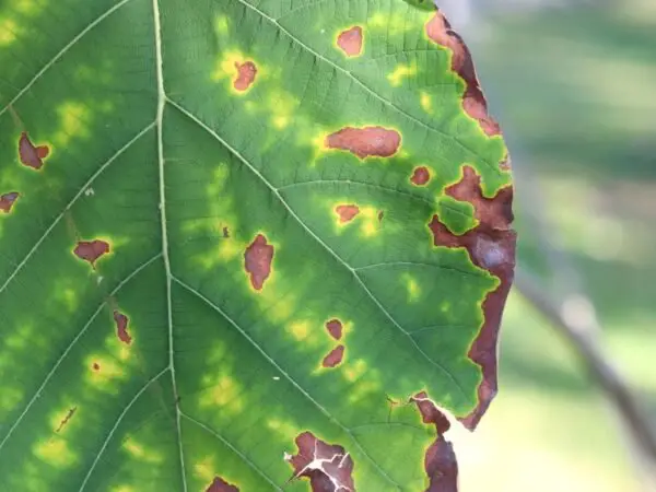 Brown Patches on Leaves of Plants: Decoding Leaf Spots