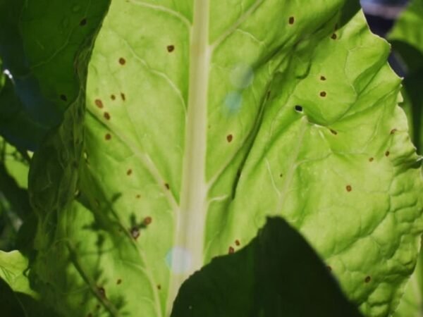Brown Spots on Plant Leaves: Causes & Solutions