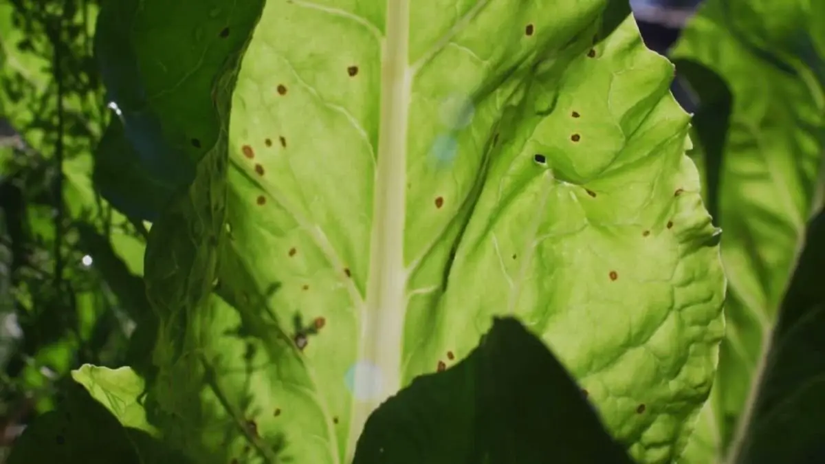Brown Spots on Plant Leaves: Causes & Solutions