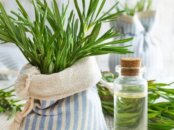 Can You Be Allergic to Rosemary? | Symptoms & Treatment