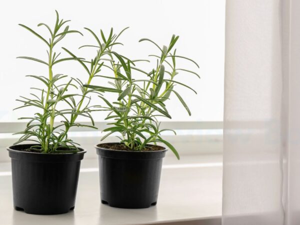 Can You Grow Rosemary Indoors? Ultimate Care Guide