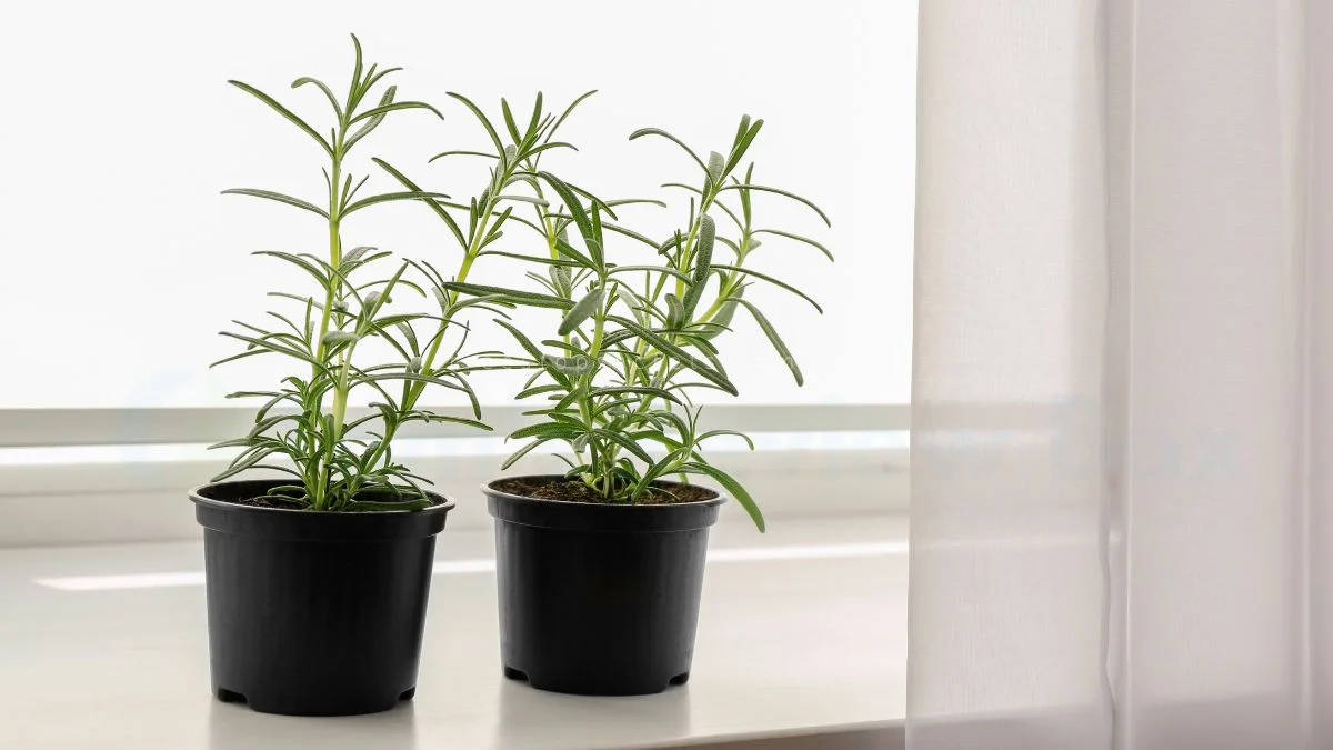Can You Grow Rosemary Indoors? Ultimate Care Guide