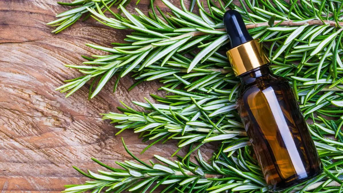 Can You Use Rosemary Essential Oil on Your Hair: Benefits & Tips