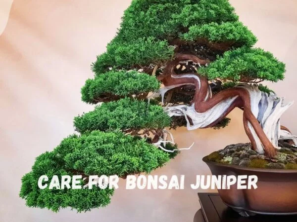 Care for Bonsai Juniper: Complete Guide