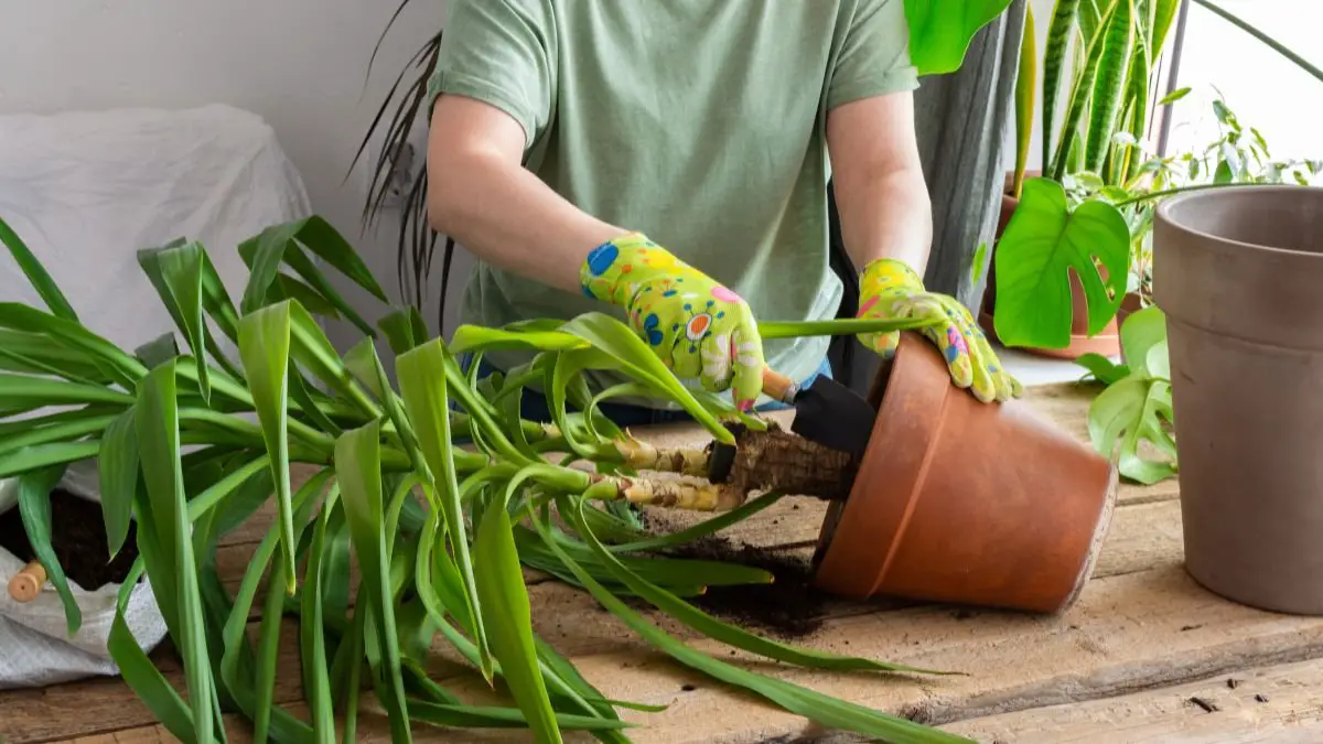 How to Care for a Yucca Cane Plant: Optimal Light Guide