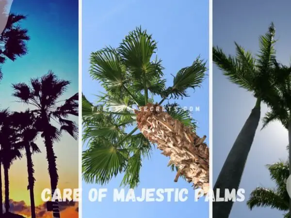 Care of Majestic Palms: Mastering Light Needs