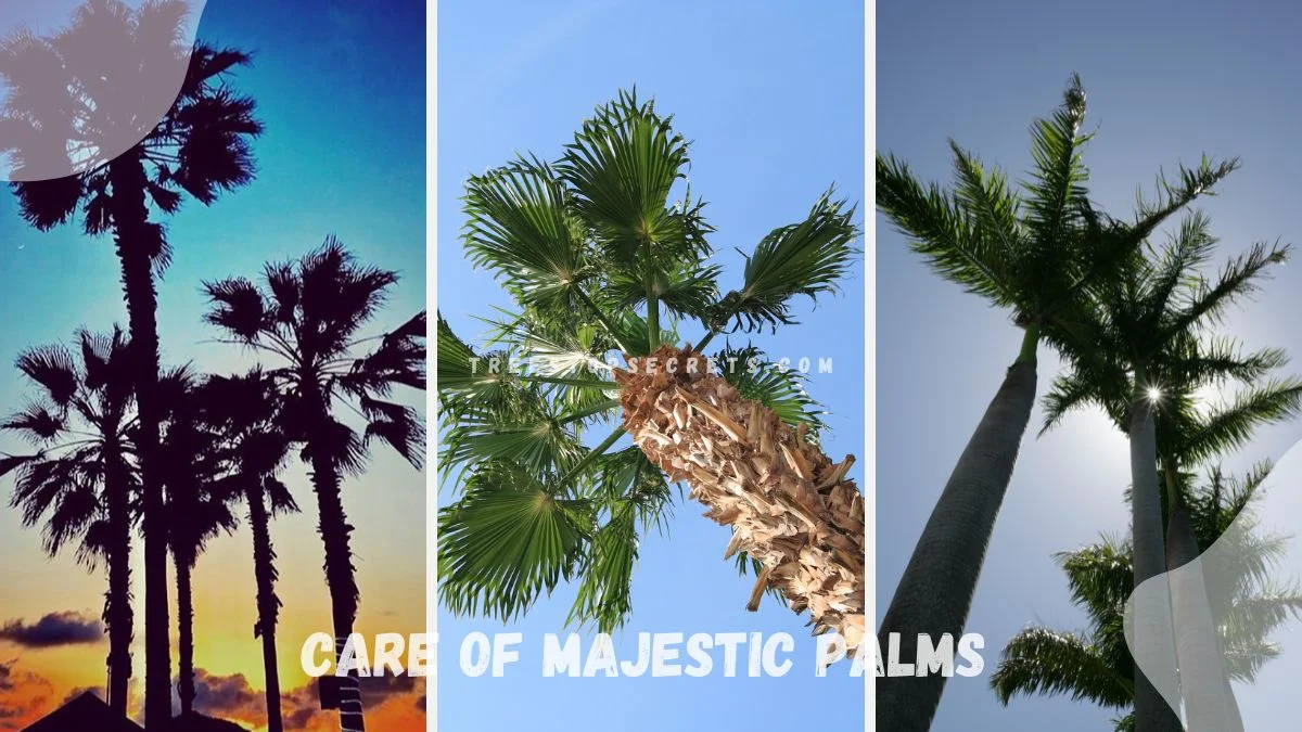 Care of Majestic Palms: Mastering Light Needs
