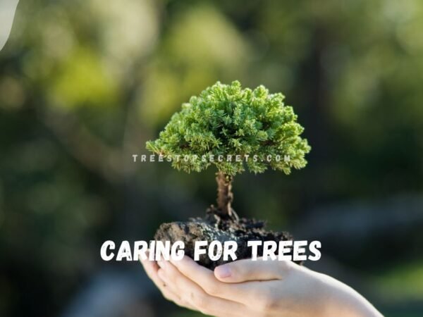 Caring for Bonsai Trees: Ultimate Care Guide
