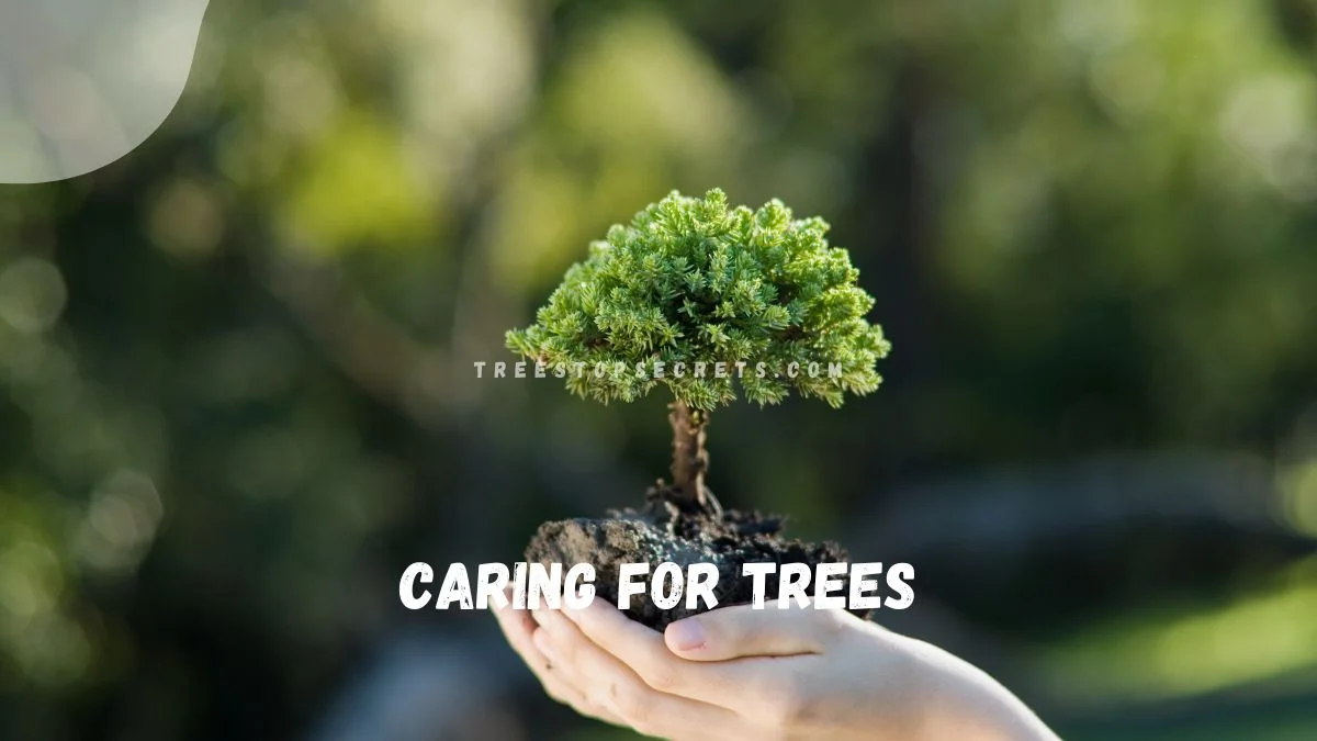 Caring for Bonsai Trees: Ultimate Care Guide