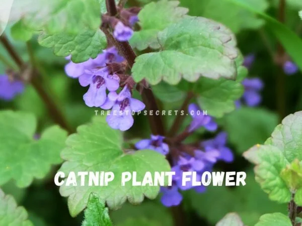 Catnip Plant Flower: Unveiling Catmint Differences