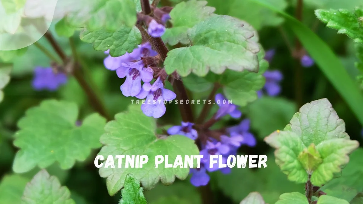 Catnip Plant Flower: Unveiling Catmint Differences