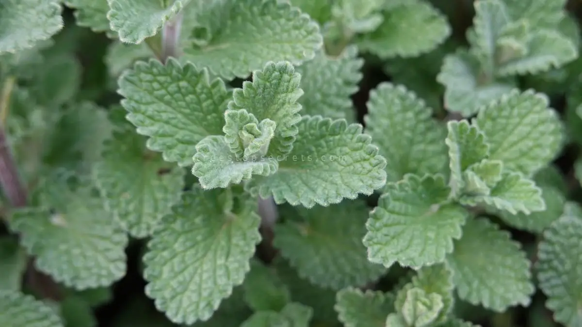 Catnip Plant in Spanish: All About Catnip Herb Translated