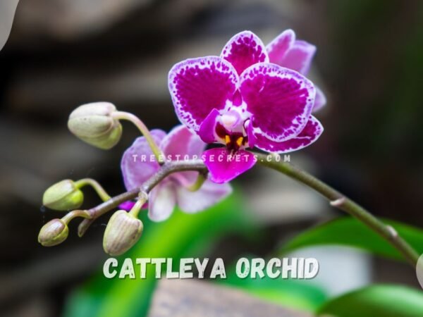 Cattleya Orchid Colombia: Diverse Beauty