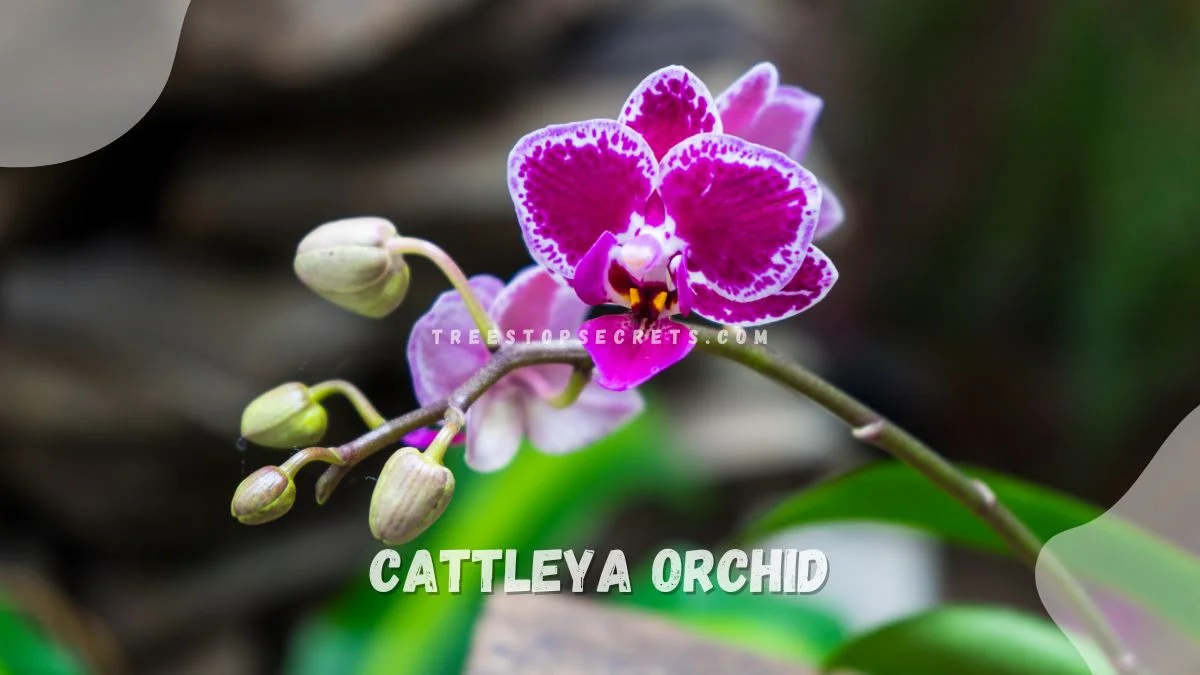 Cattleya Orchid Colombia: Diverse Beauty