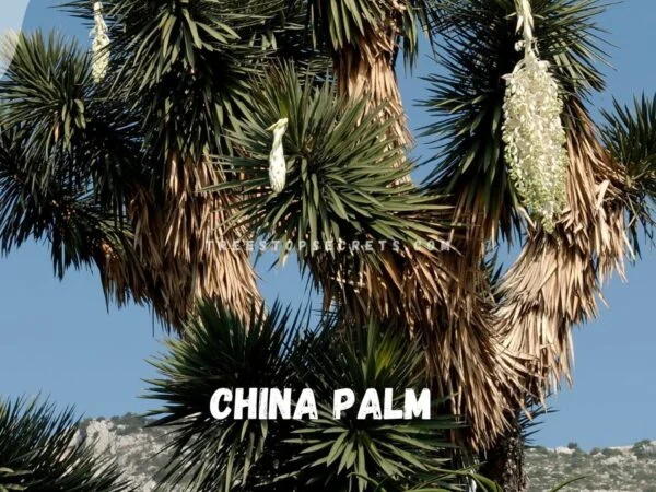 China Palm Care: Ultimate Guide to Growing & Propagating