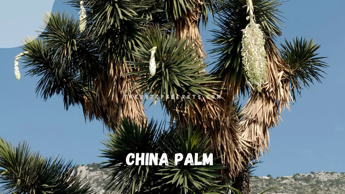 China Palm Care: Ultimate Guide to Growing & Propagating