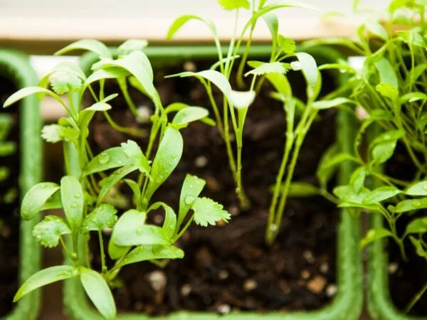 Cilantro Plant Indoor: Ultimate Guide to Growing Indoors