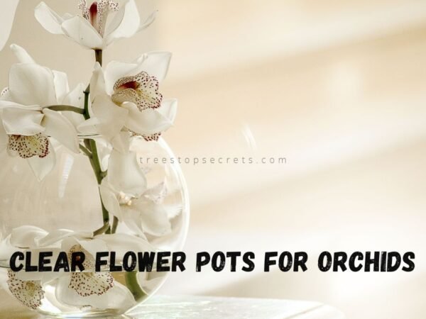 Clear Flower Pots for Orchids: Ideal for Succulents & Tropical Plants