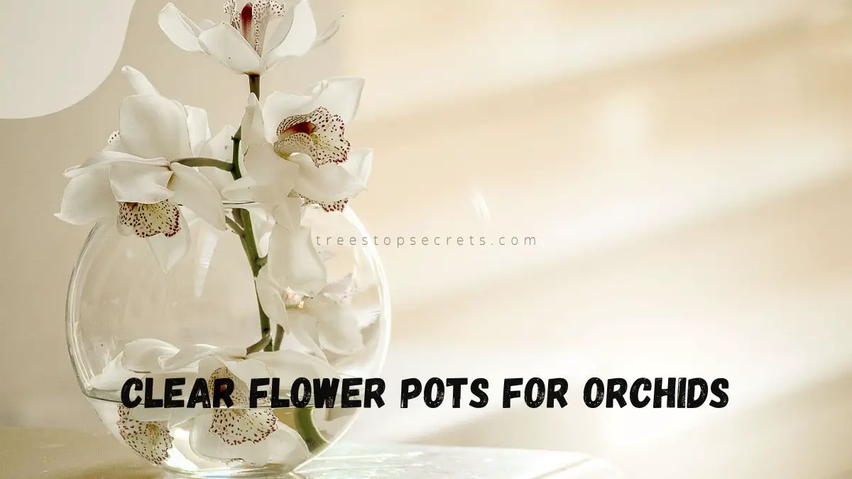 Clear Flower Pots for Orchids: Ideal for Succulents & Tropical Plants