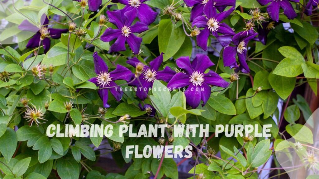 climbing plant with purple flowers