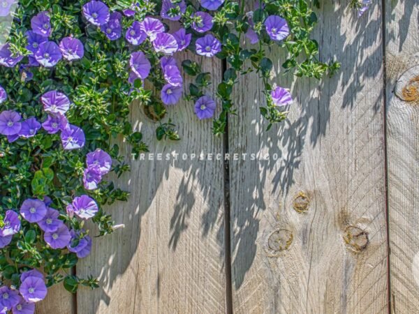 Climbing Plants with Purple Flowers: Top 10 Guide