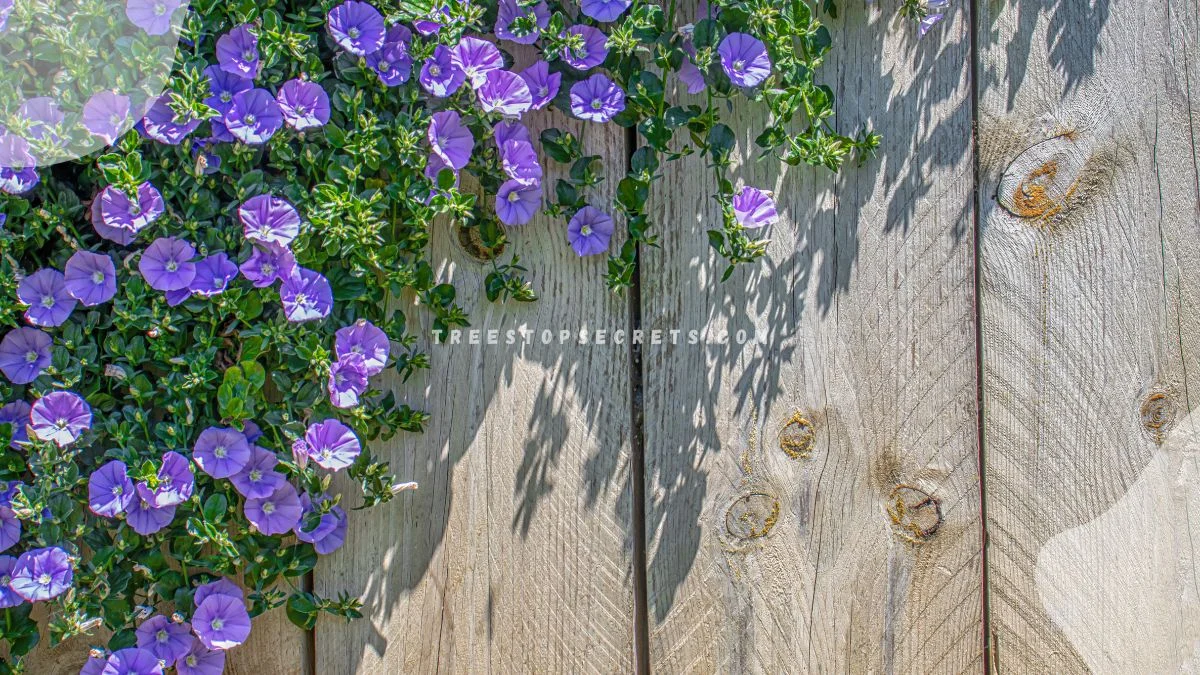 Climbing Plants with Purple Flowers: Top 10 Guide
