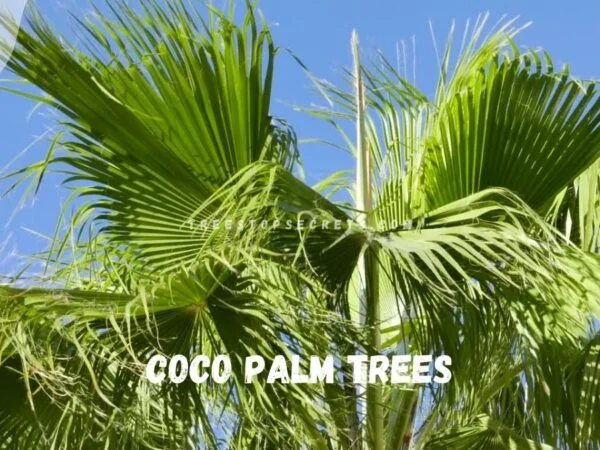 Coco Palms Tree: Planting Tips & FAQs