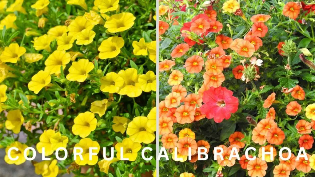 Colorful Calibrachoa