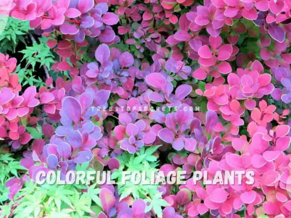 Colorful Foliage Plants: Top 12 Vibrant Picks